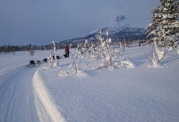 Northern Lights Dog Sledding Trips In The Reisa Valley 8211