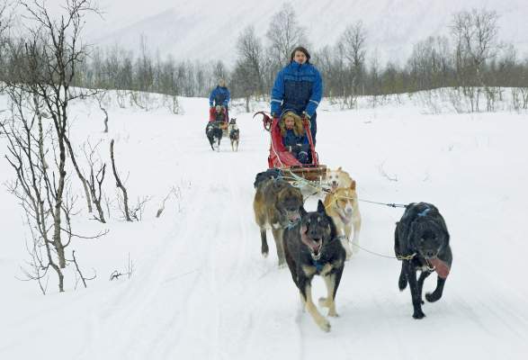 norwegian sled dog