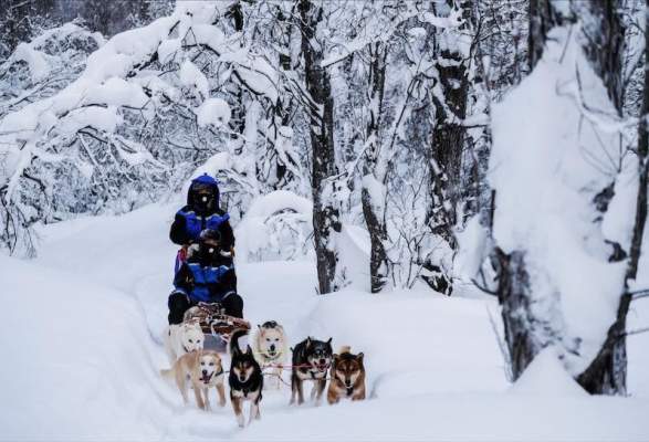 tromso trineo perros