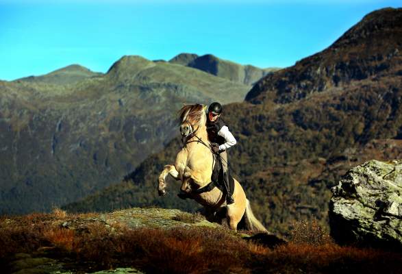 Hand Led Riding Trips Norwegian Fjord Horse Centre Family Activities Nordfjordeid Norway