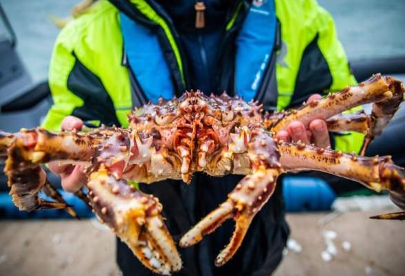 Meet live king crab and join us on the beach | Wildlife & Safaris | Honningsvåg | Norway