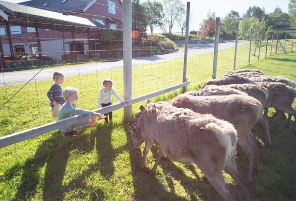 Dalpro - feeding animals | Nature Attractions | Melandsjø | Norway Dalpro - feeding animals | Nature Attractions | Melandsjø | Norway
