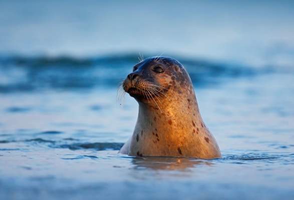 Seal And Seabird Safari Nature Attractions Runde Norway Seal And Seabird Safari Nature