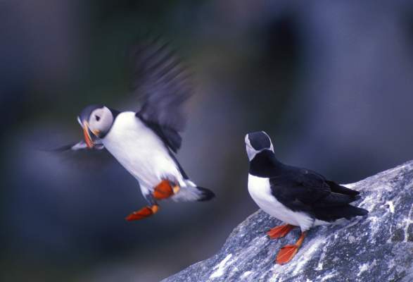 Fugleøya Runde | Nature Attractions | Runde | Norway