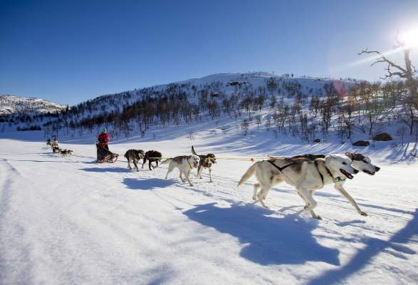 husky sledding near me