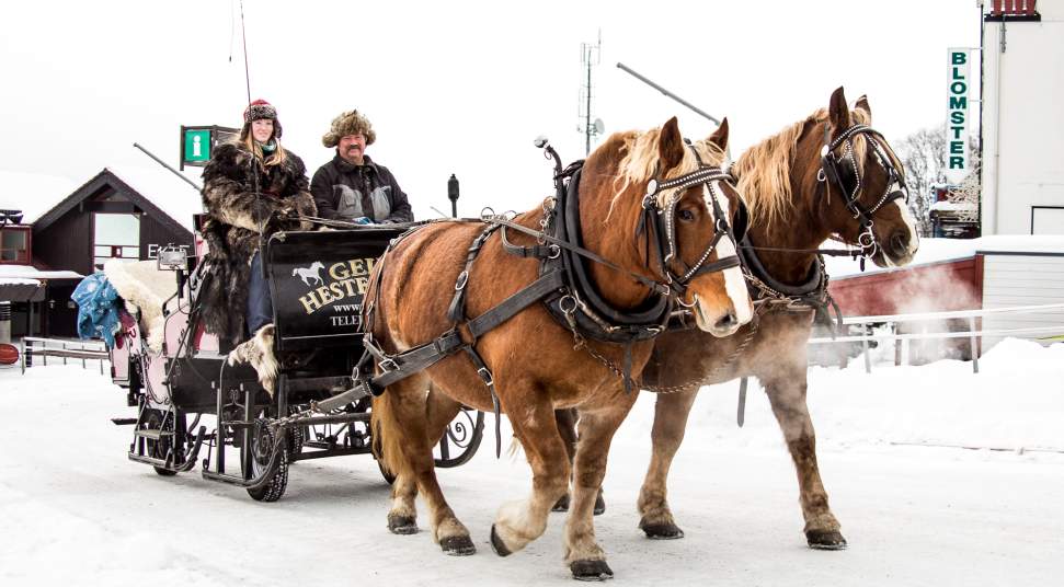 horse drawn sleigh ride geilo hestesenter