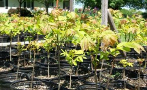 Prothes Pecans Paola Ks 66071