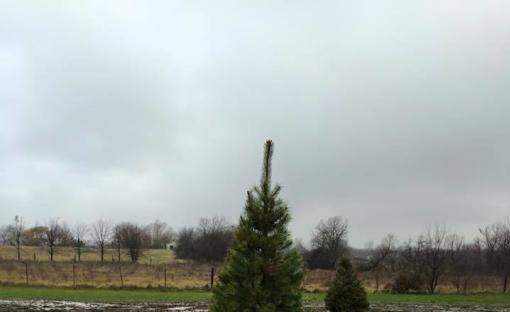 D G Christmas Tree Farm Louisburg Ks 66053