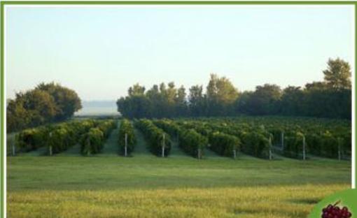 Kugler S Vineyard Lawrence Ks 66047