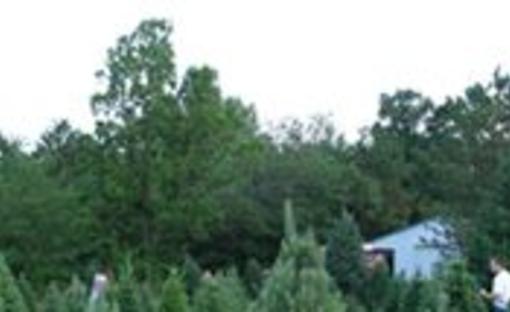 Pine Lake Christmas Tree Farm Derby Ks 67037