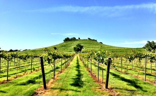Wheat State Wine Co Llc Winfield Ks 67156