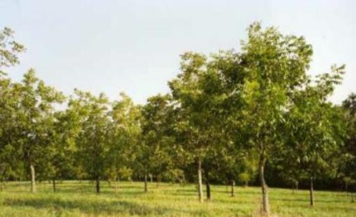Prothes Pecans Paola Ks 66071