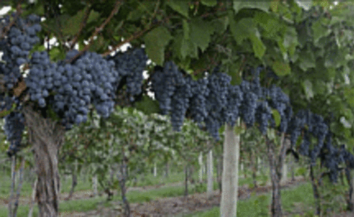 Holy Field Vineyard Winery Basehor Ks 66012