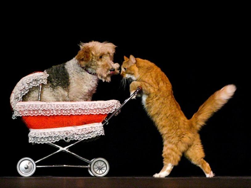 Comedy Pet Theater