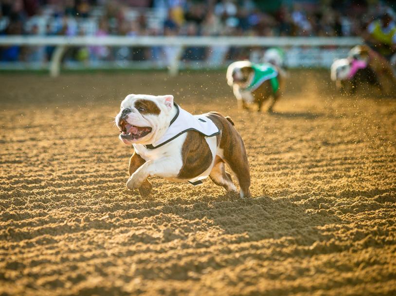 Bulldog Derby 3
