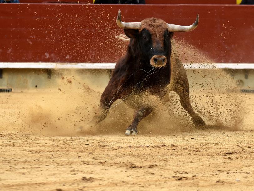 Bullfighters Only World Championship