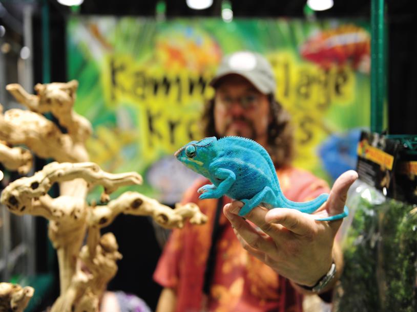 Reptile Super Show
