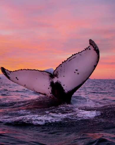 Go on a wildlife safari and see whales off the coast of Tromsø in Northern Norway