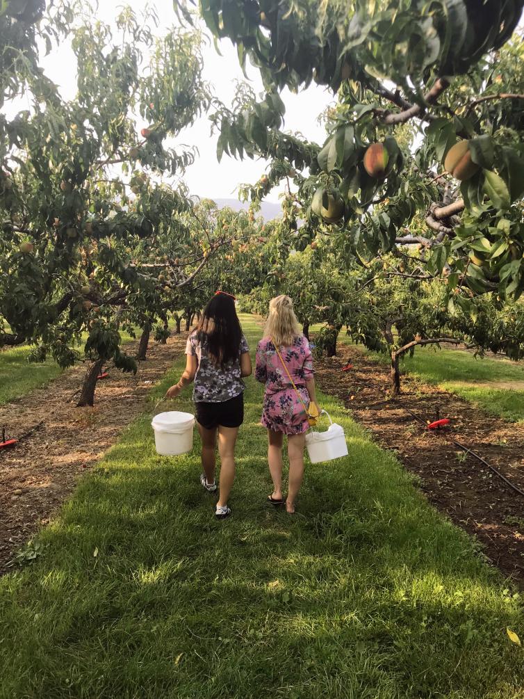 Pick Fruit at these UPick Farms in Kelowna