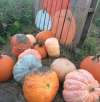 Lilley Farms