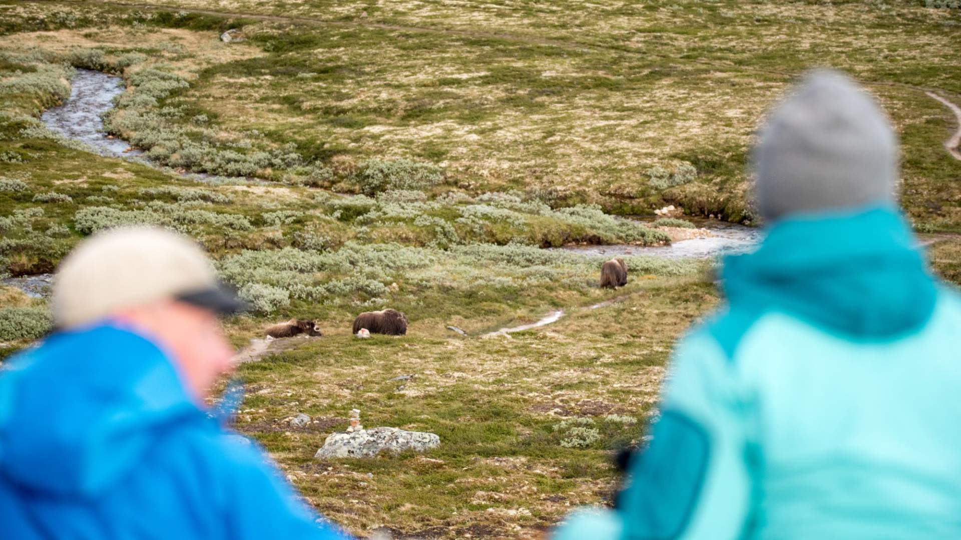 Moskussafari med personlig guide