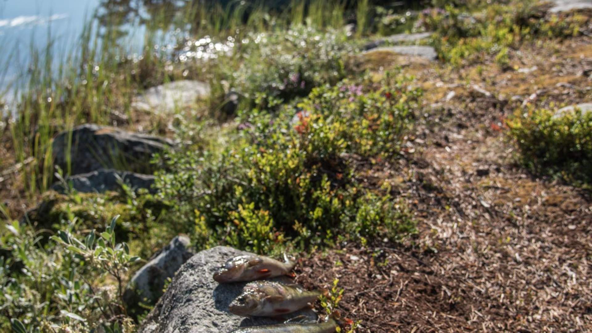 CANOE AND KAYAK RENTAL