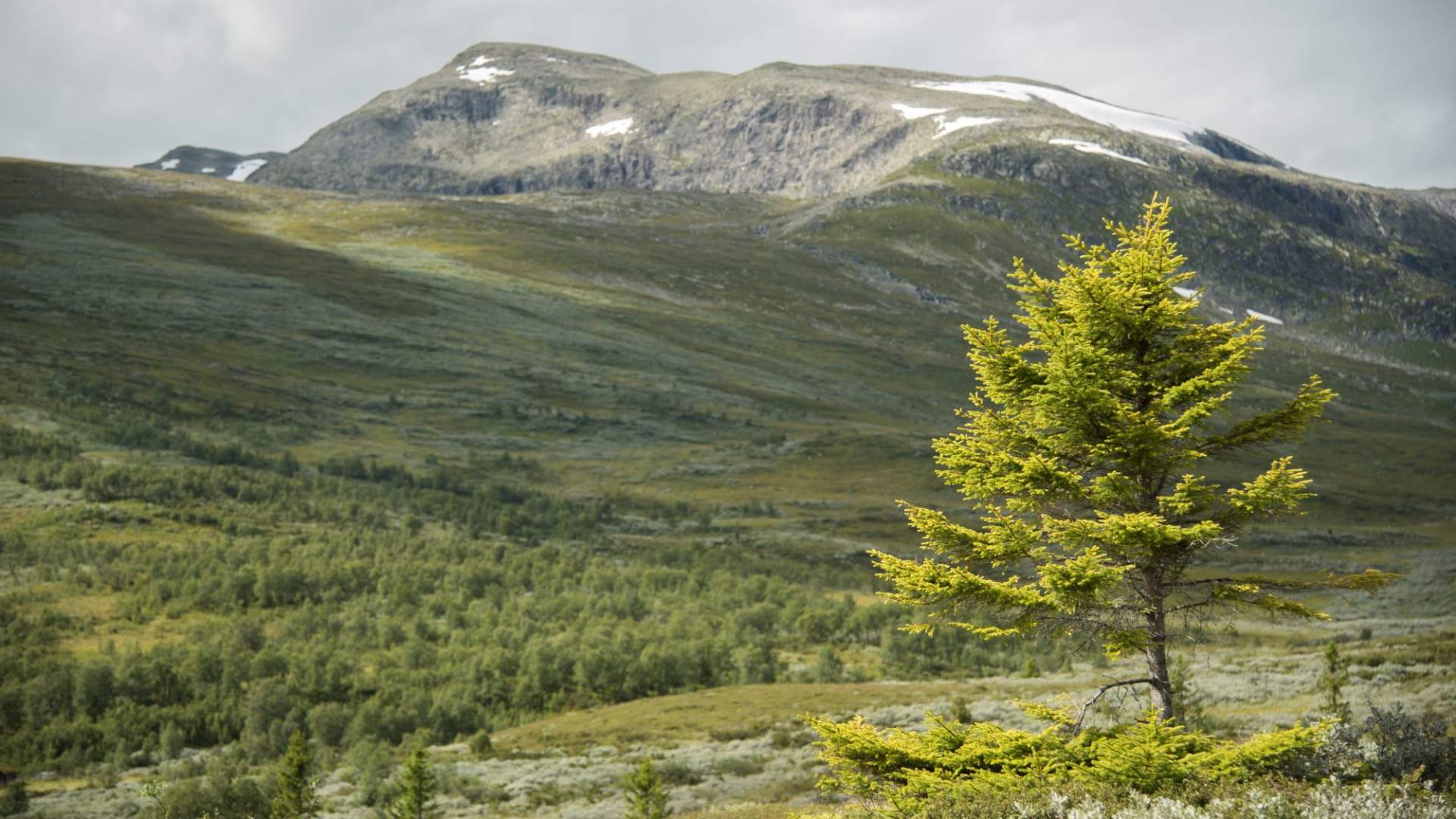 Vandretur i fjellheimen- personlig guide