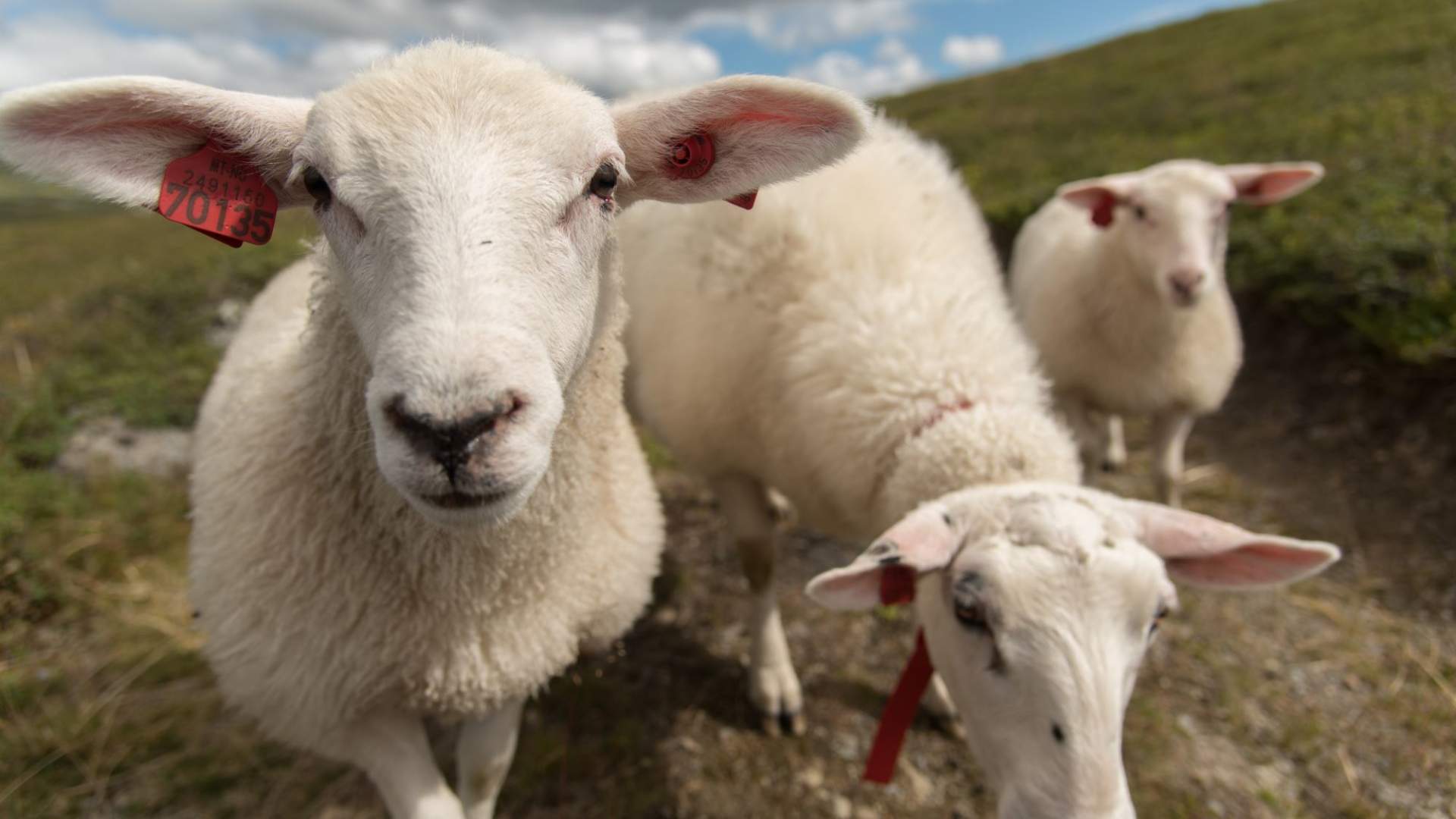Vandretur i fjellheimen- personlig guide
