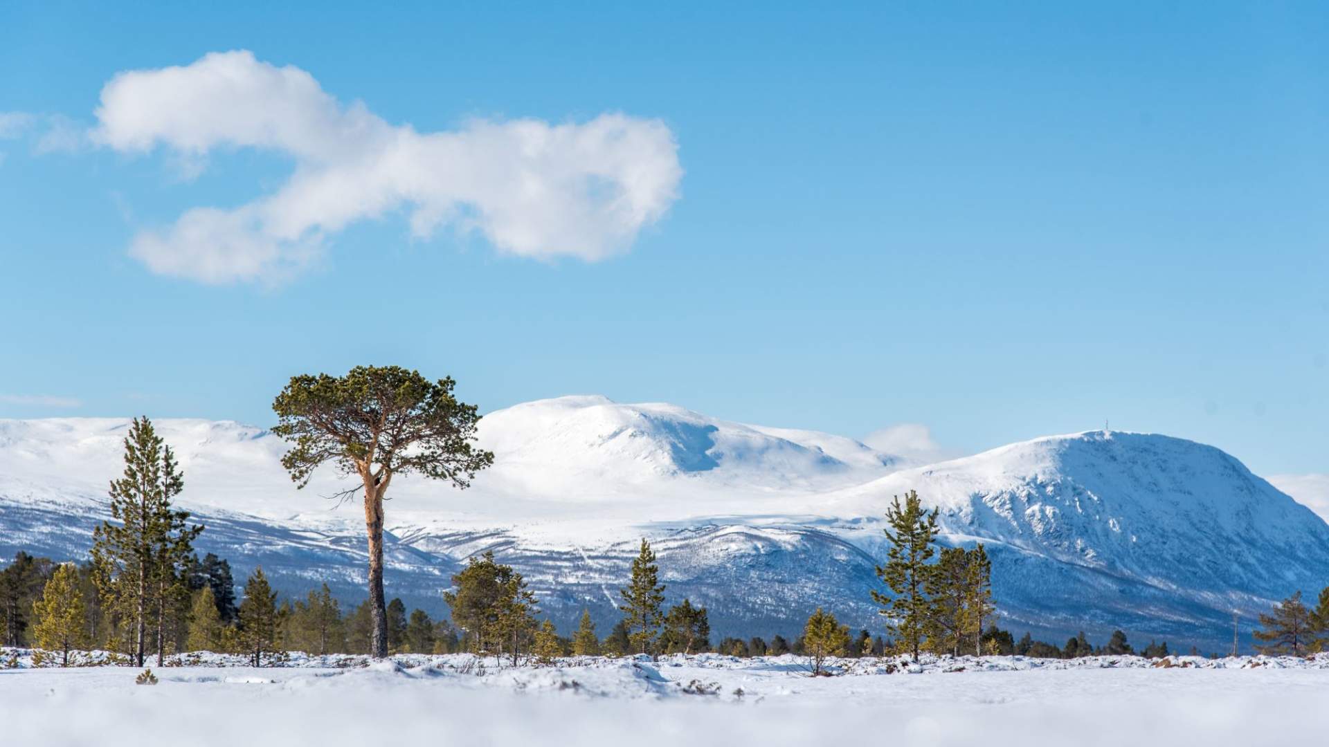 Personlig guide i vinterfjellet