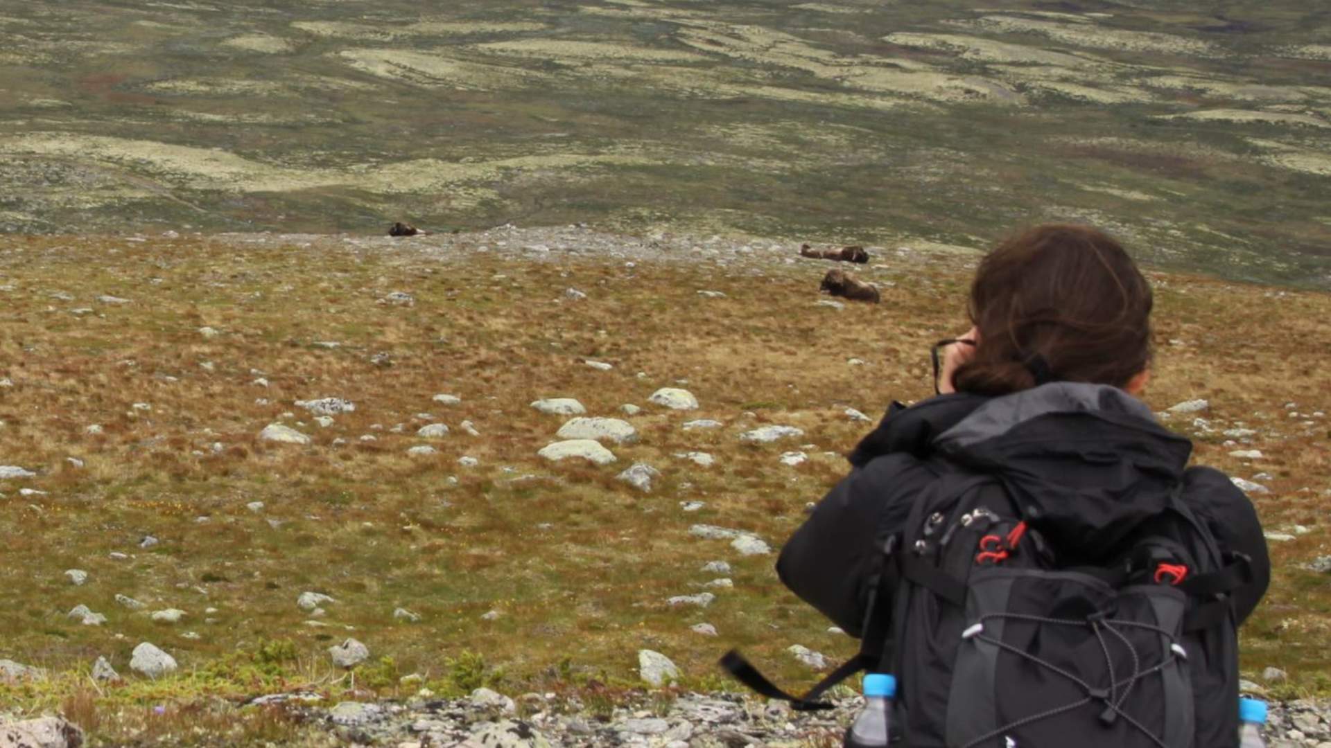 Tordenvær og moskussafari!