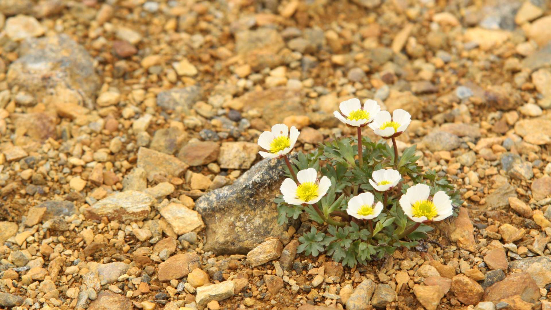 Issoleie (Ranunculus glacialis).