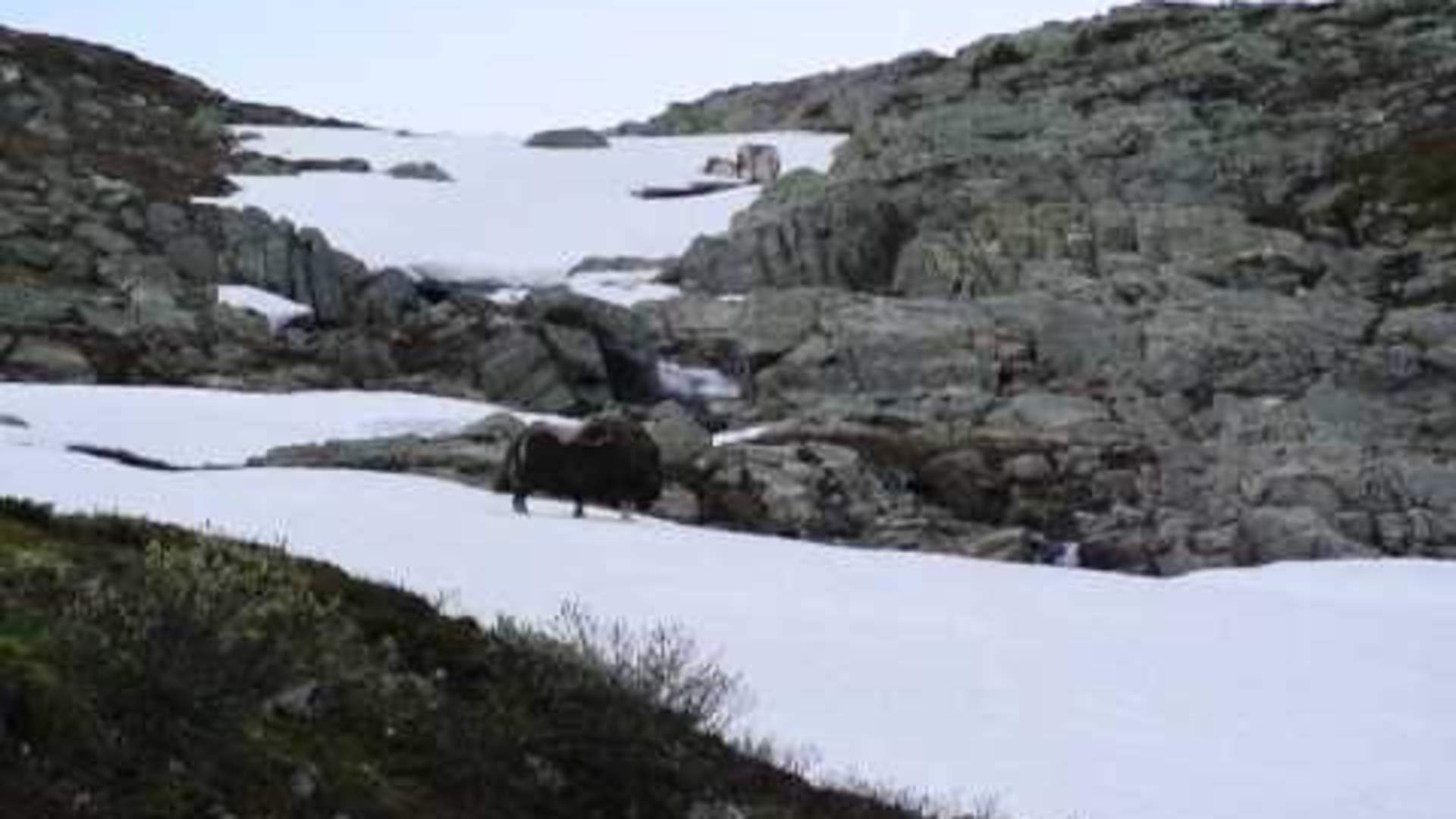 Gladdans på snøen!