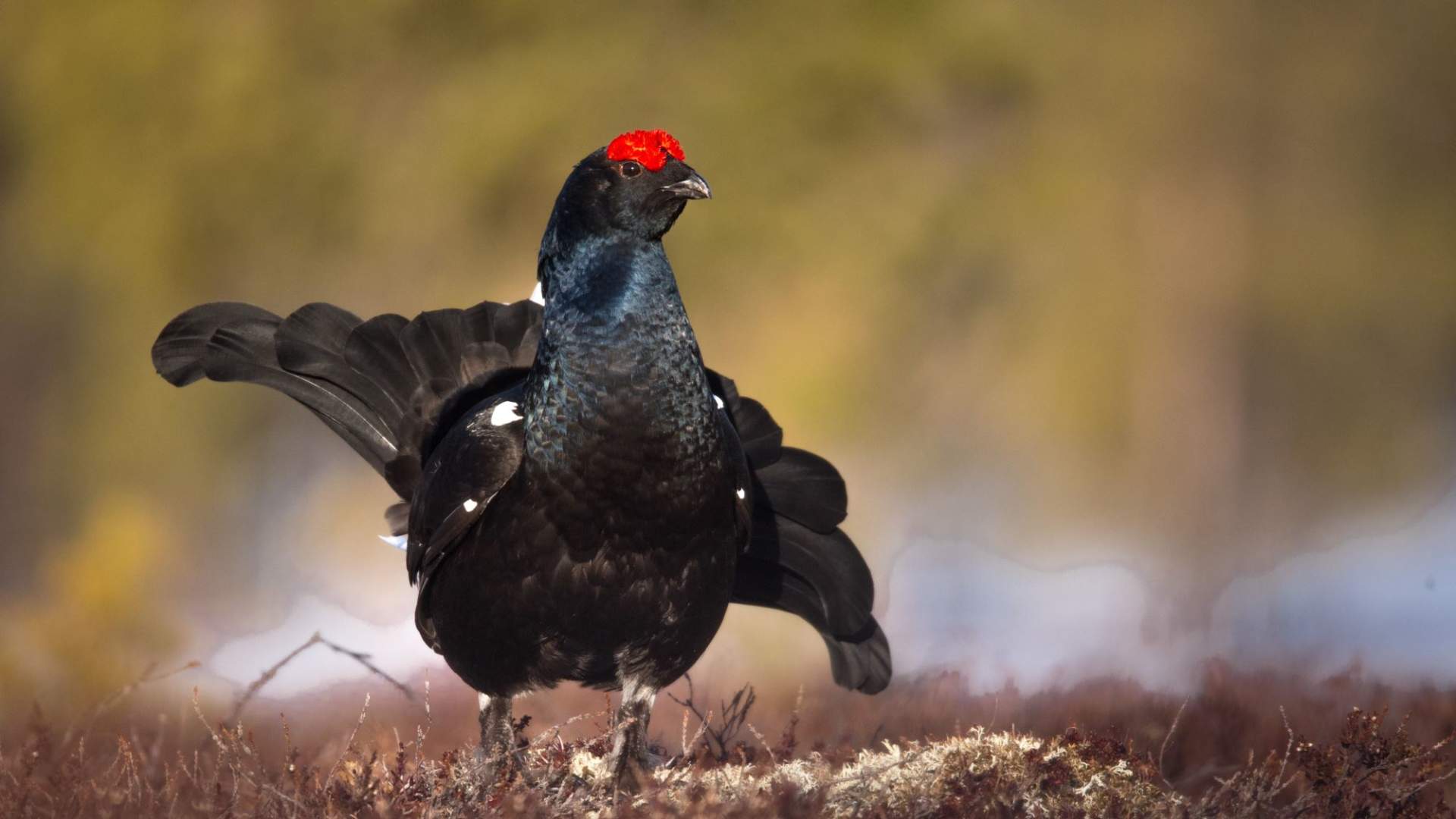 Black grouse (tetrao tetrix) display