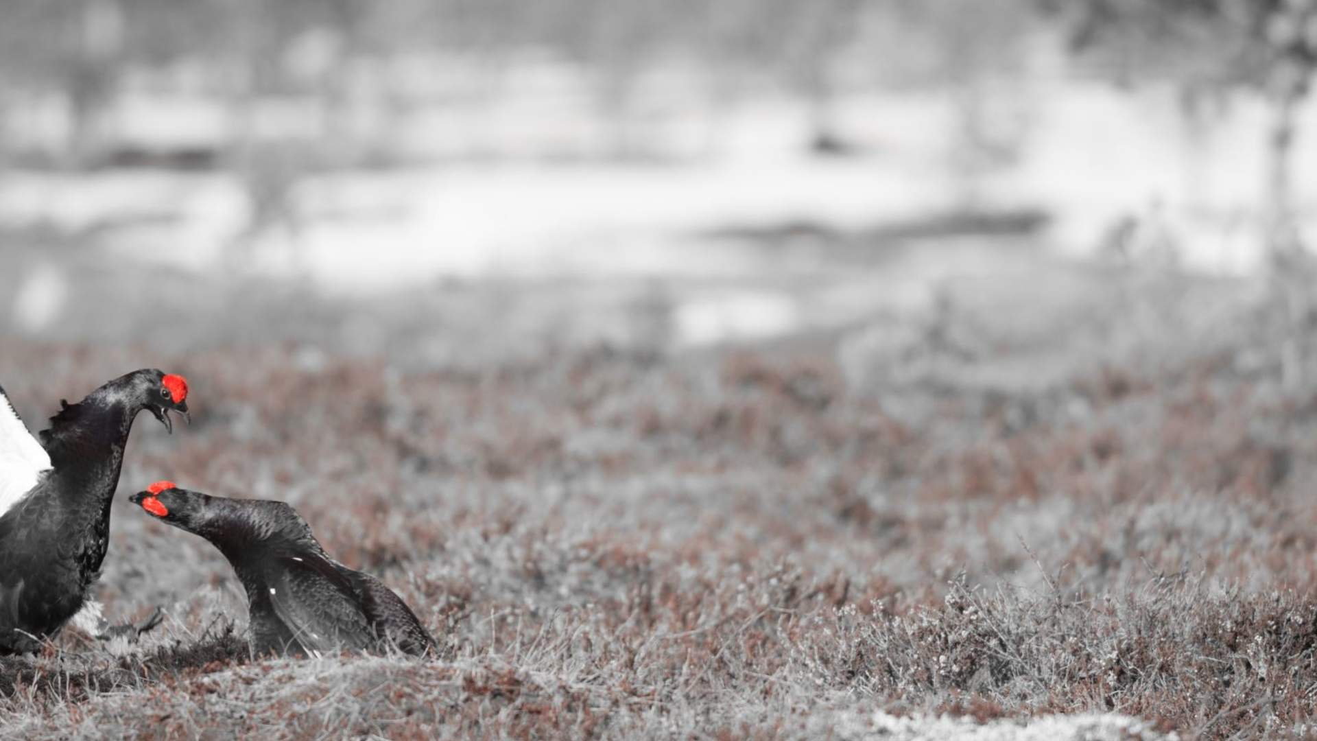 Black grouse (tetrao tetrix) fight