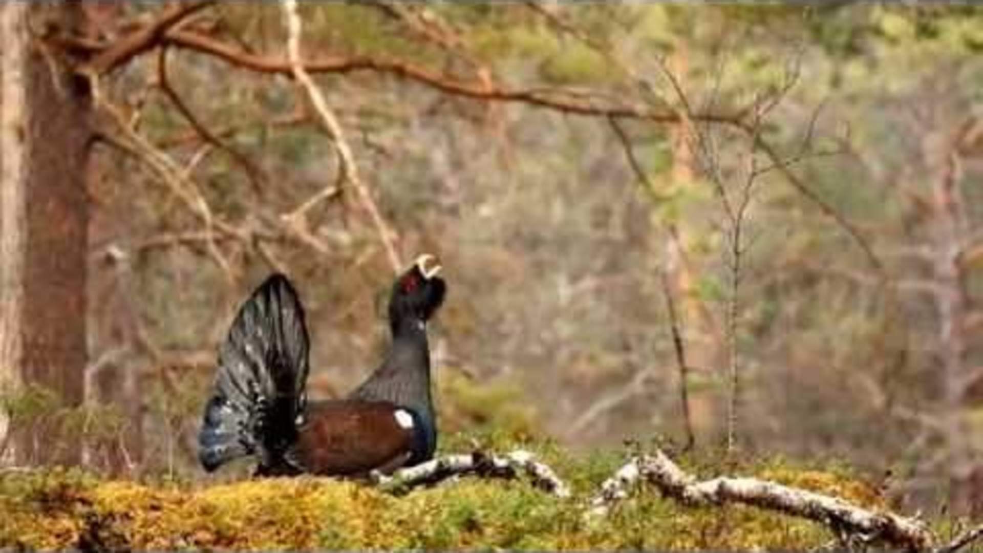 Capercaillie display (tetrao urogallus)