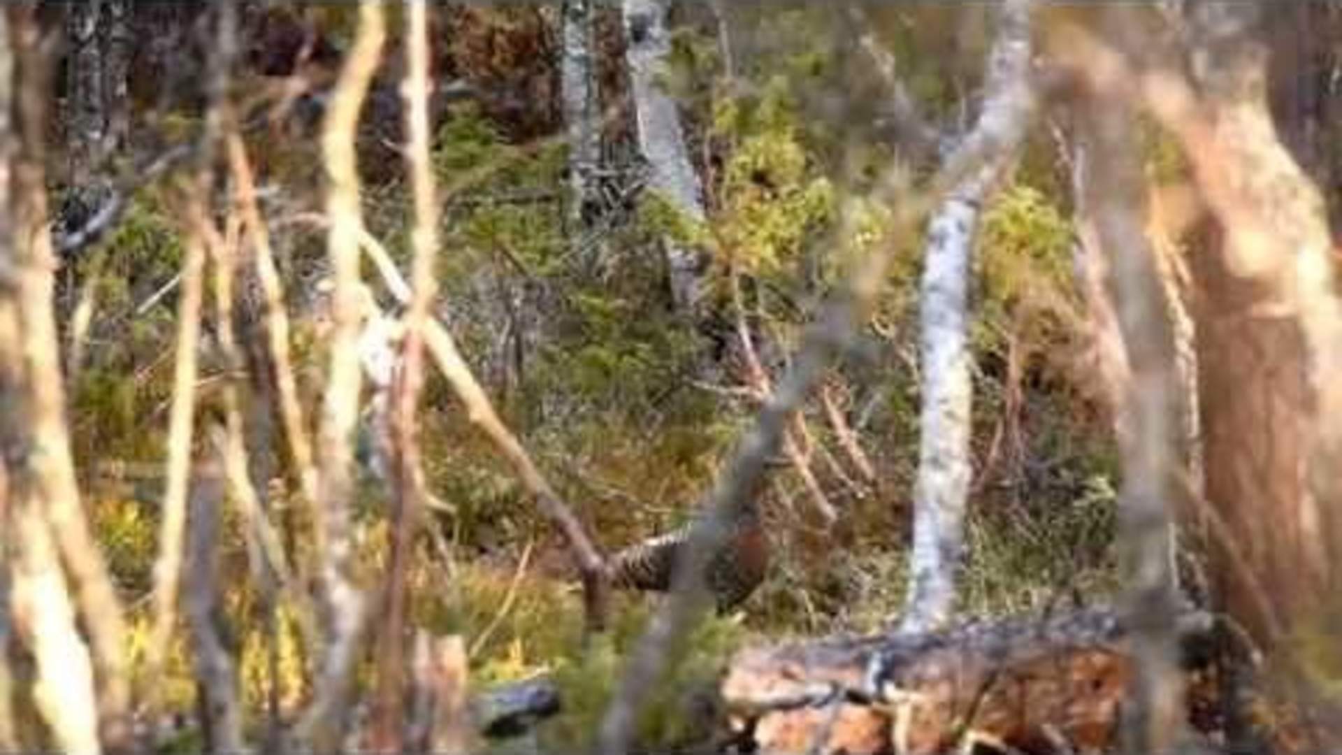 Capercaillie display (tetrao urogallus)