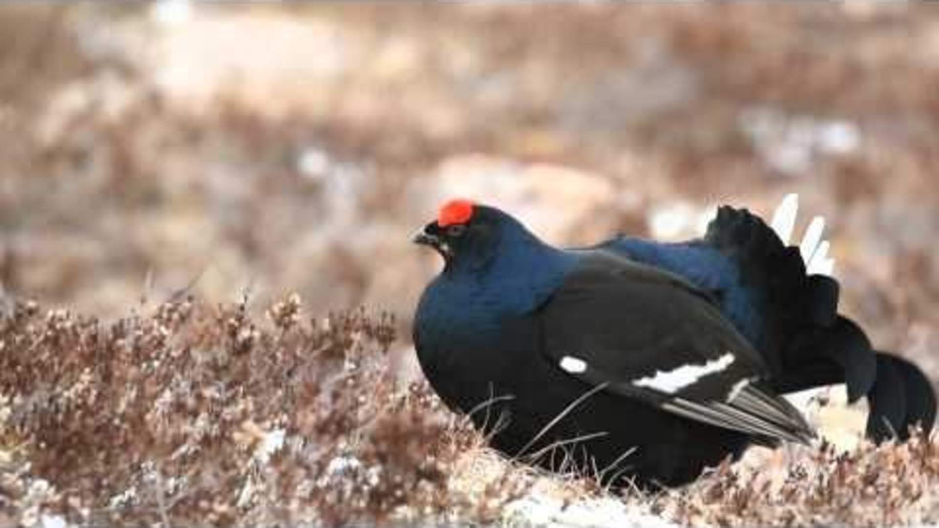 Black grouse (tetrao tetrix) display