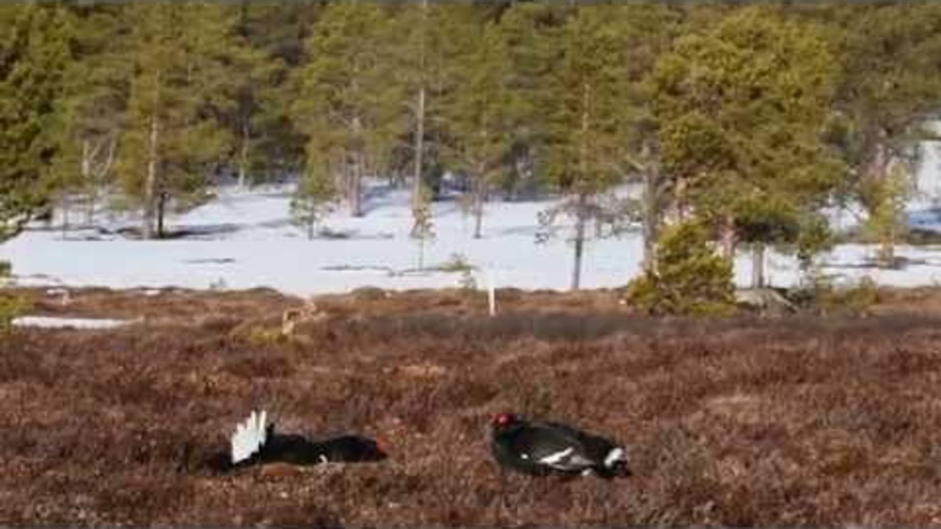 Black grouse display, Photo Safari with Oppdal Safari, Norway