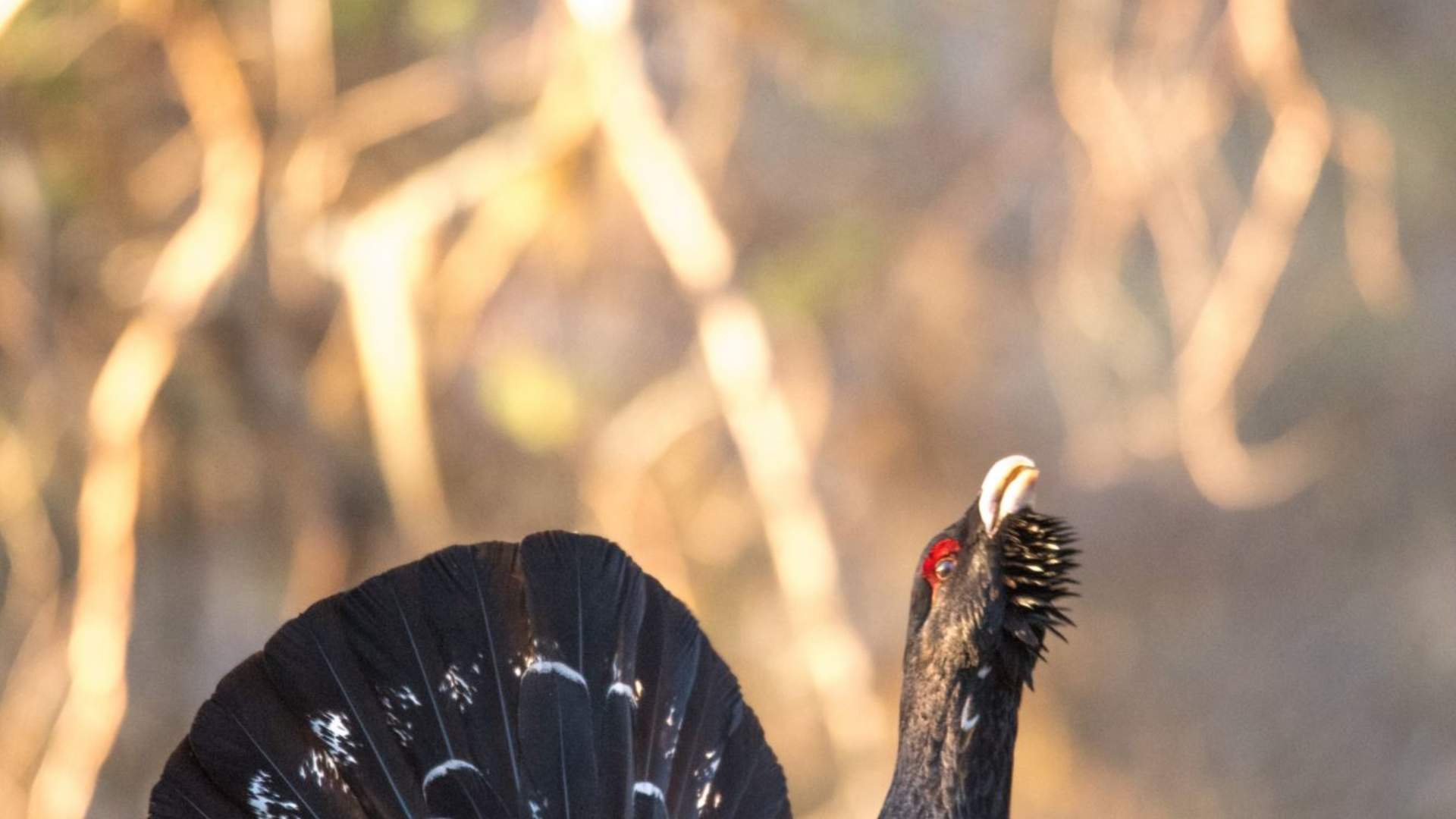 Caparcaillie (tetrao urugallus)