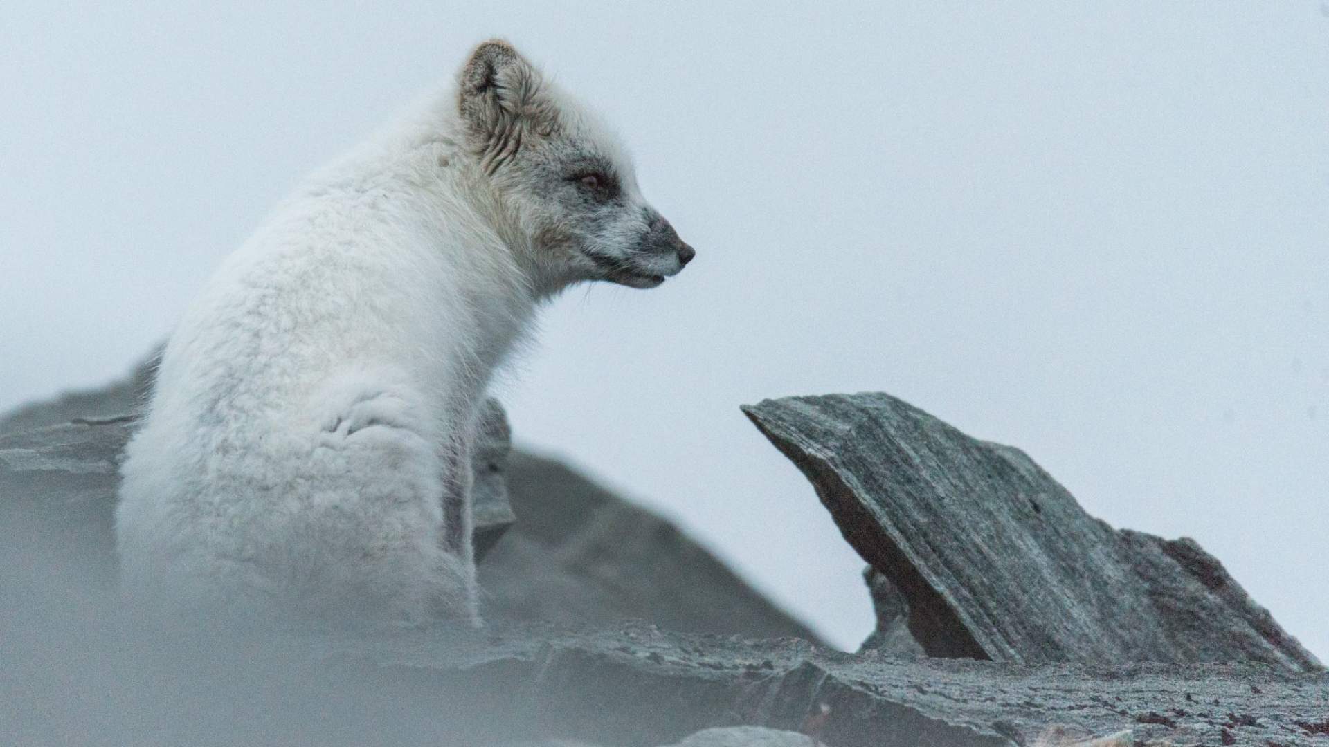 Arctic fox