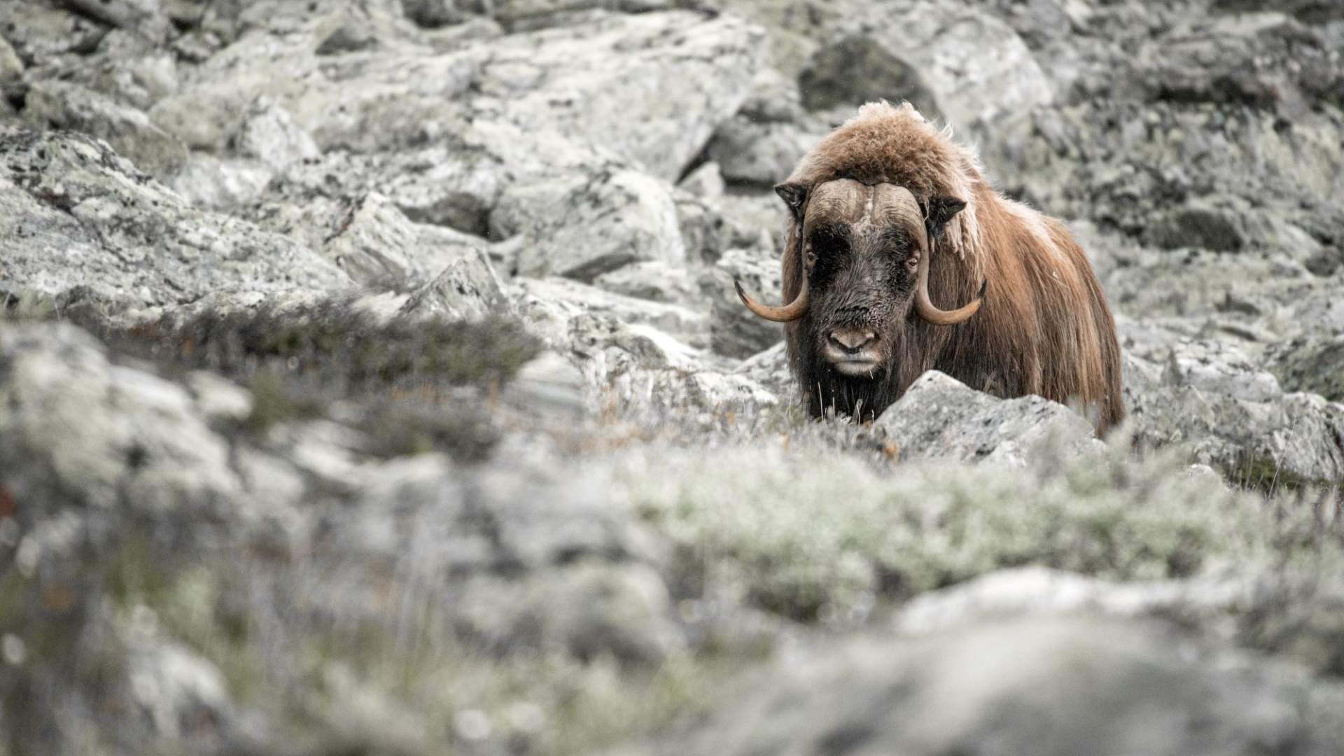Big musk-ox male