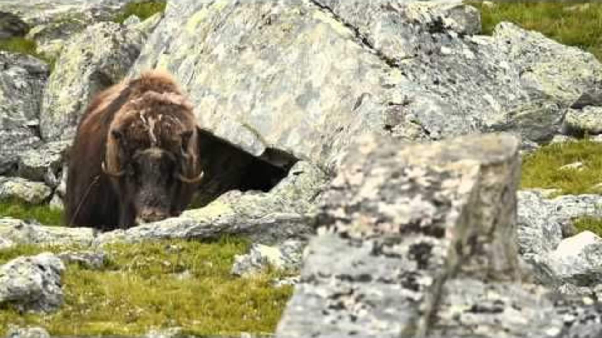Musk ox female coming out from her cave