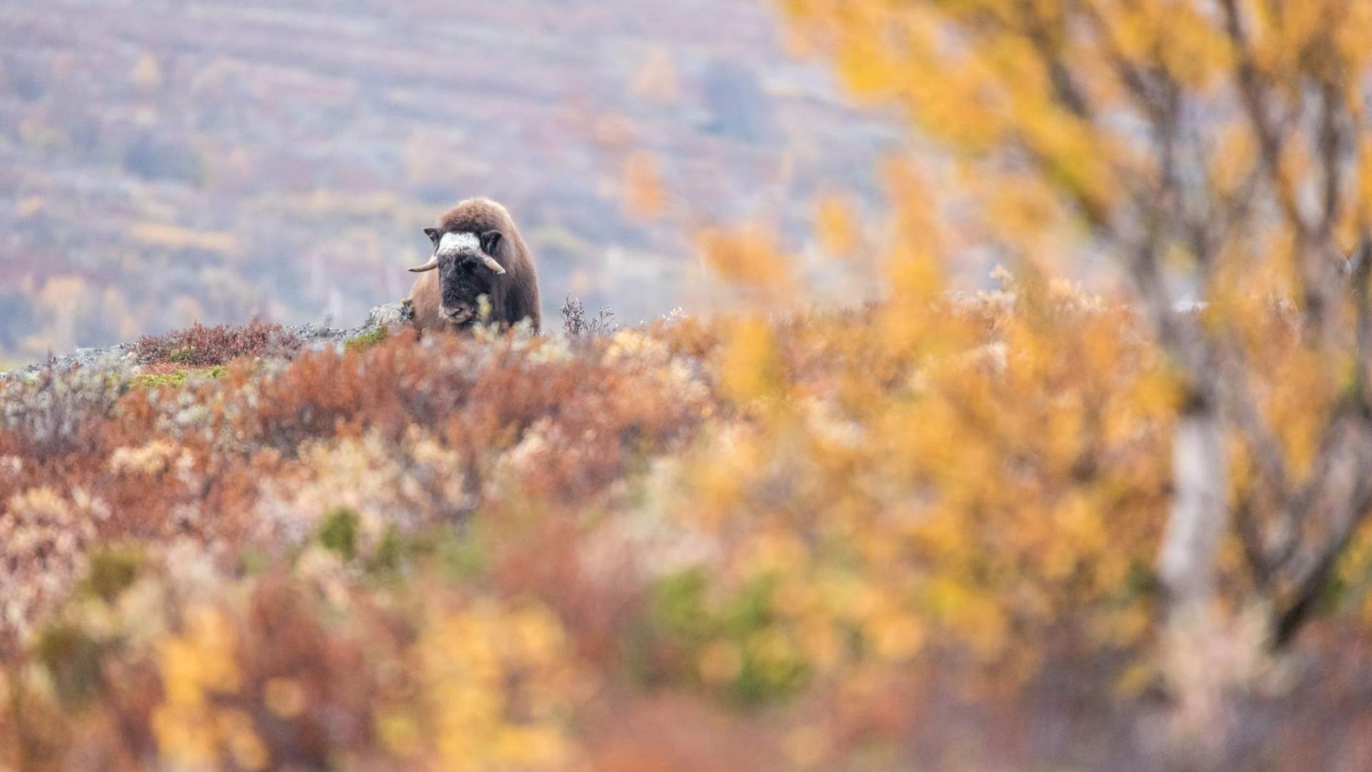 Fotosafari med personlig guide