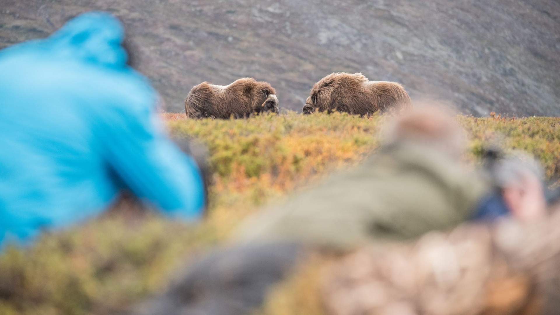 Fotosafari med personlig guide