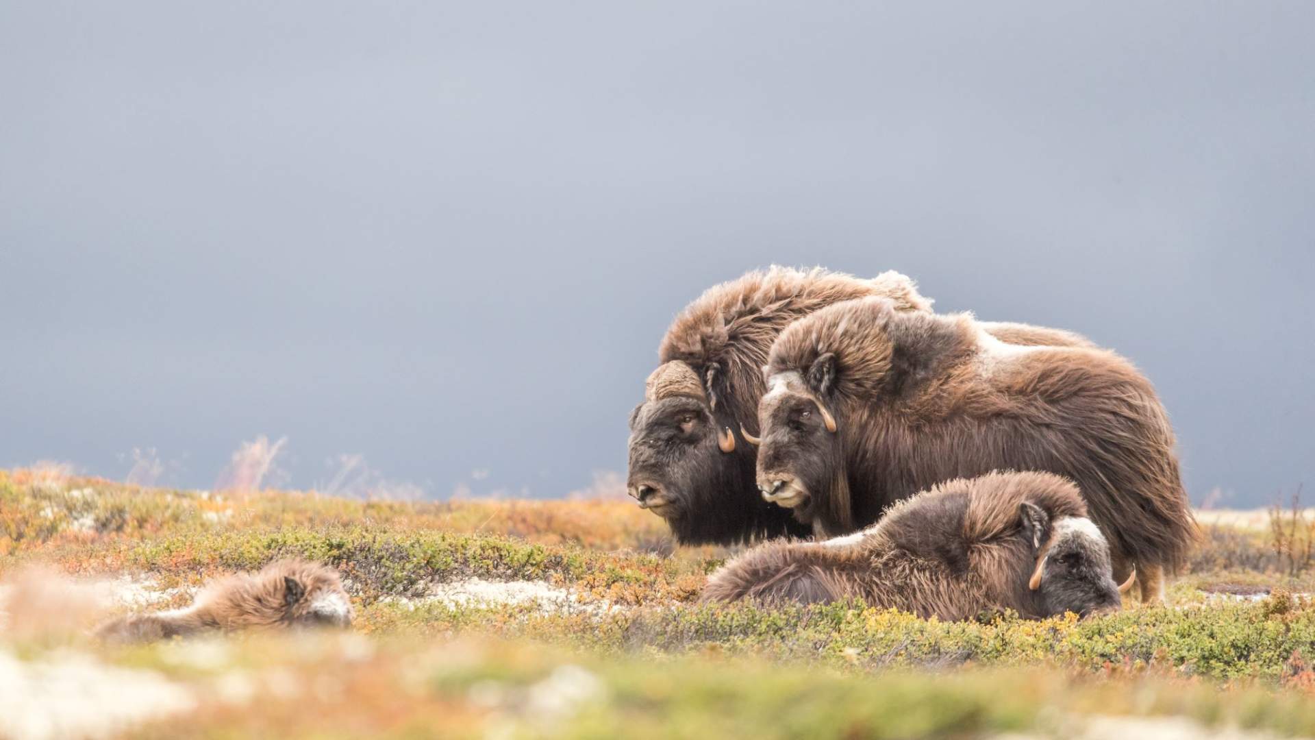 Fotosafari med personlig guide