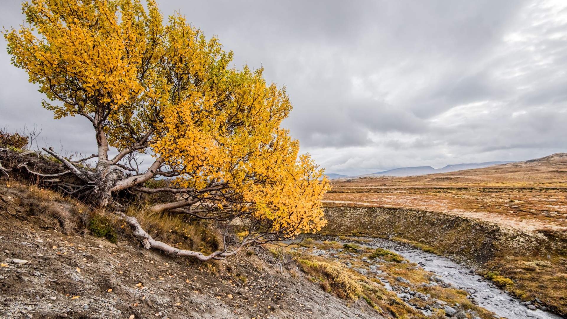 Fotosafari med personlig guide