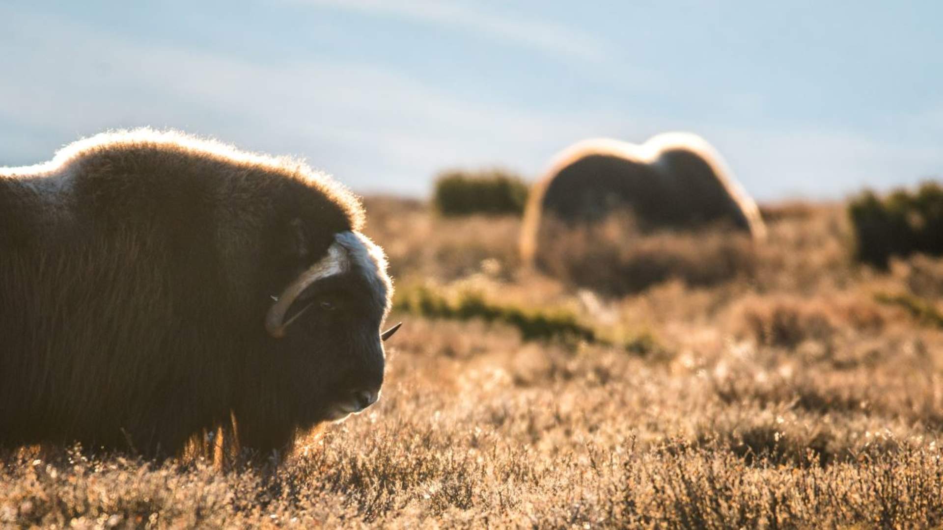 Fotosafari med personlig guide