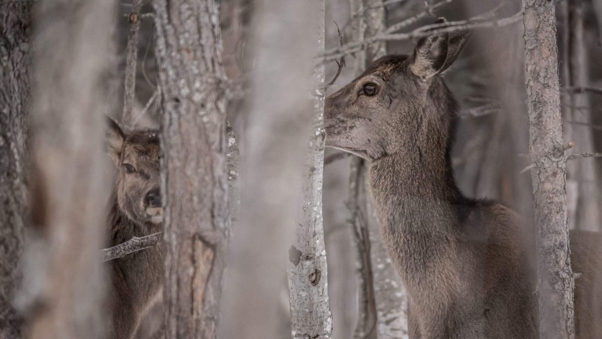 Fotosafari med personlig guide