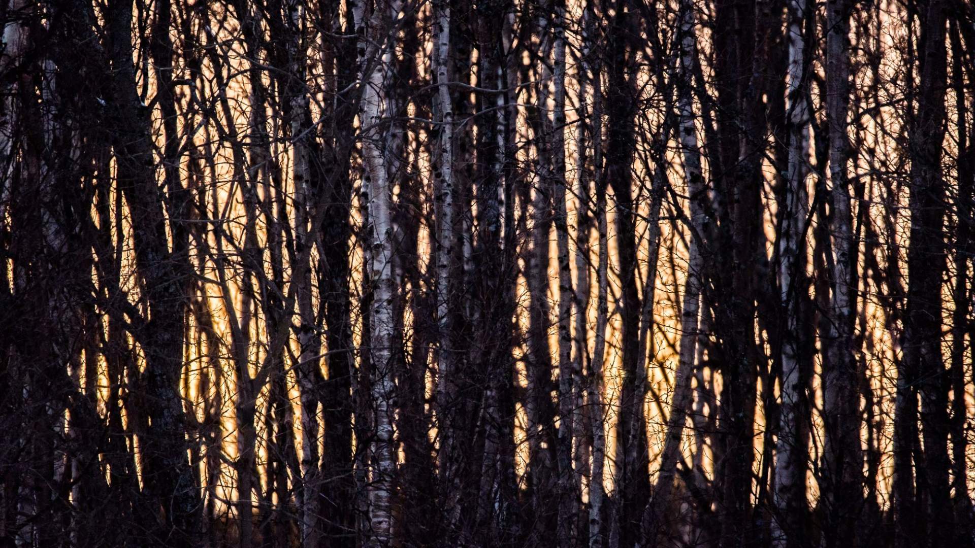 Fotosafari med personlig guide