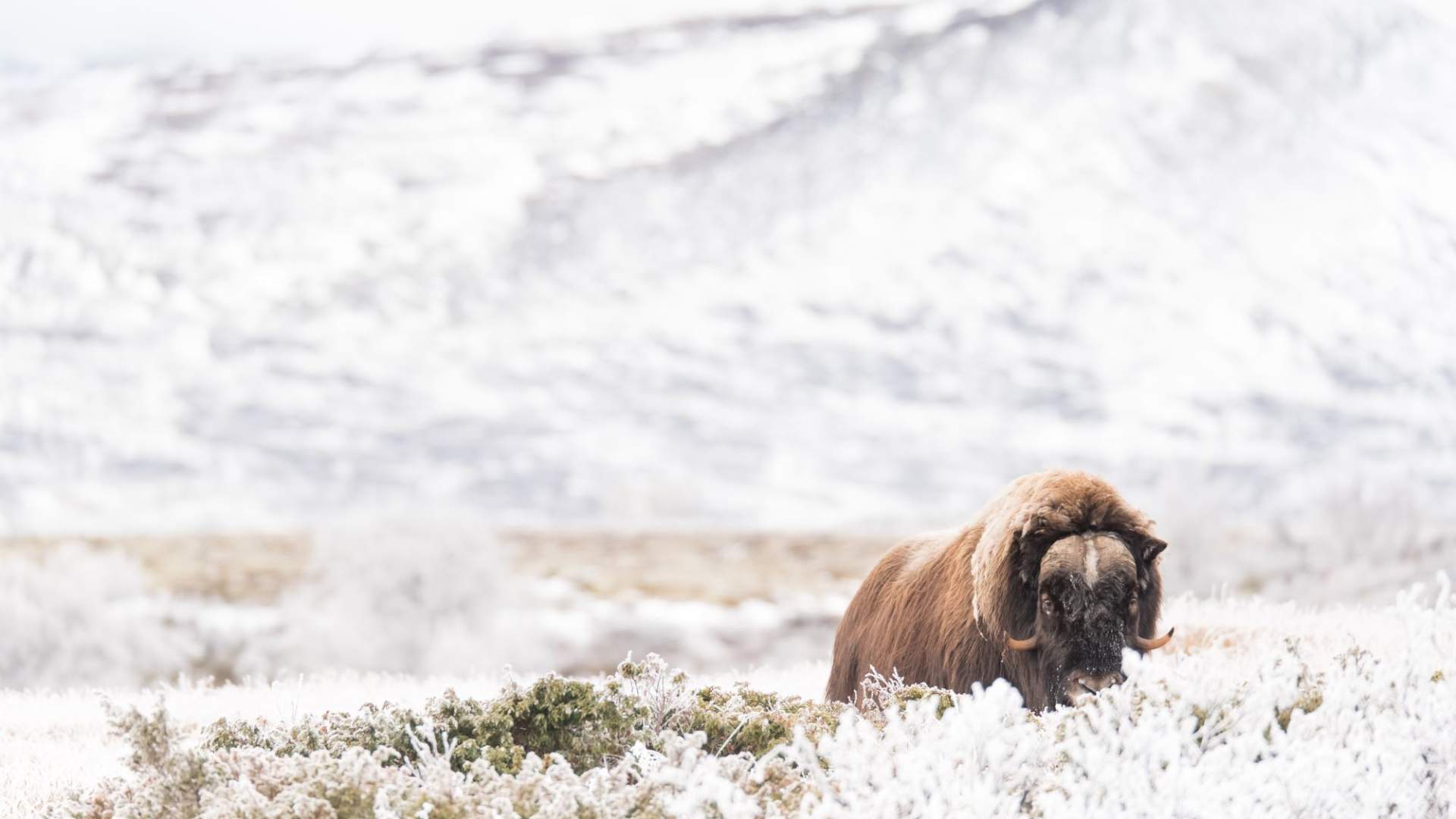 Fotosafari med personlig guide